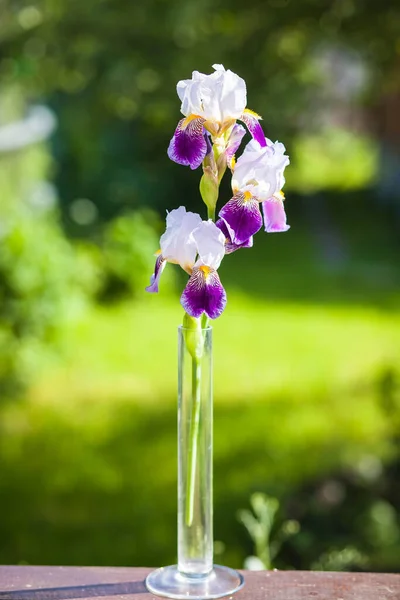 Beautiful Bright Iris Light Setting Sun Green Grass — Stock Photo, Image