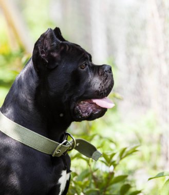 Baston-Corso 'nun büyük, güzel, siyah bir köpeğinin portresi yeşil yapraklardan oluşan bir arka planda ürüyor.
