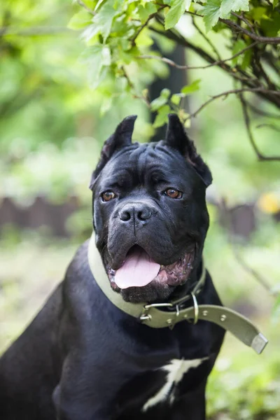 用绿叶为背景的藤壶犬的一个美丽的黑色大狗的画像 — 图库照片