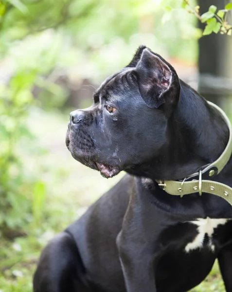 Baston Corso Nun Büyük Güzel Siyah Bir Köpeğinin Portresi Yeşil — Stok fotoğraf