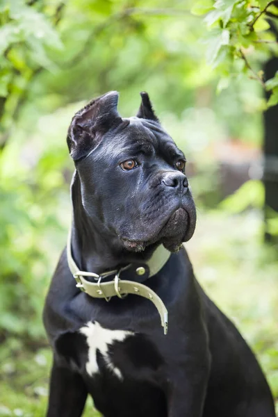 用绿叶为背景的藤壶犬的一个美丽的黑色大狗的画像 — 图库照片