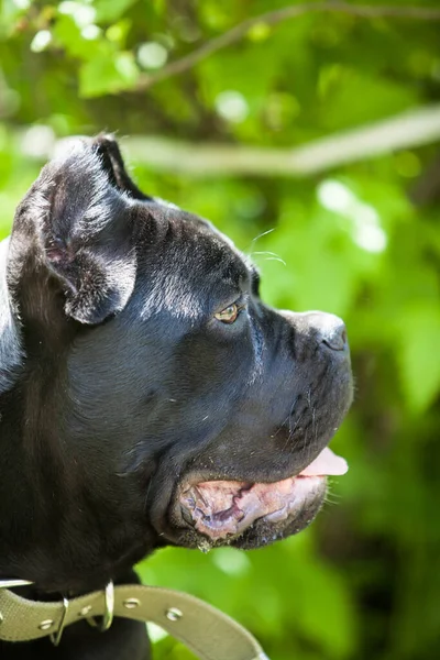 Retrato Gran Perro Negro Hermoso Raza Caña Corso Sobre Fondo —  Fotos de Stock