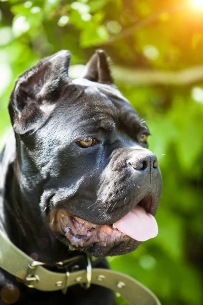 Baston Corso Nun Büyük Güzel Siyah Bir Köpeğinin Portresi Yeşil — Stok fotoğraf