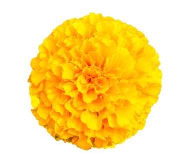 Marigold beyaz arkaplanda izole edildi.