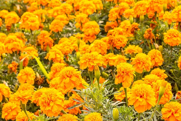 Montones de hermosas flores de caléndula en el jardín . — Foto de Stock