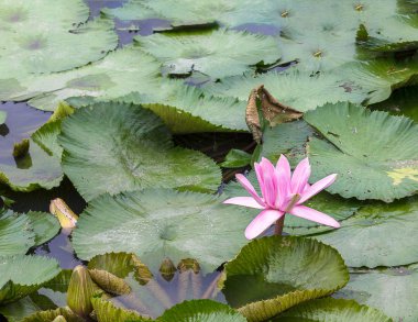 Bahçedeki yağmurdan sonra sudaki güzel nilüfer çiçeği.