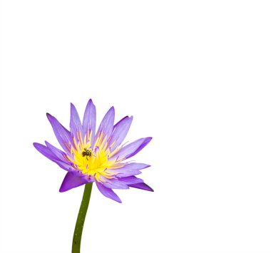 Beyaz arkaplanda izole nilüfer çiçeği.