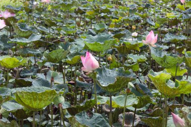 Güzel nilüfer çiçeği, Tayland Buda 'nın sembolüdür..