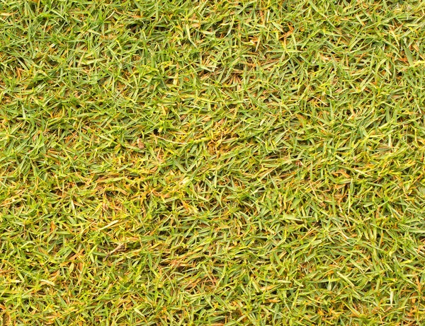 高尔夫球场草地表面 — 图库照片