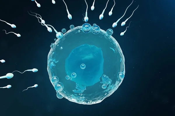 Σπέρμα και το αυγό κύτταρο, το ωάριο. Εγγενής και φυσική γονιμοποίηση - προβολή με μεγέθυνση. Σύλληψη στην αρχή μιας νέας ζωής. Ιατρική έννοια 3d απεικόνιση — Φωτογραφία Αρχείου