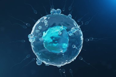 Sperm ve yumurta hücresi, yumurta. Doğal ve doğal döllenme - yakından görmek. Anlayışı, yeni bir hayatın başlangıcı. 3D çizim