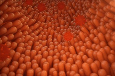 3D çizim bağırsak villus. Bağırsak astar. Mikroskobik kılcal. İnsan bağırsak. Kavramı bir sağlıklı ya da hastalıklı bağırsak. Virüs, bakteri, mikrop hücre organizma, dokunulmazlık azaldı.