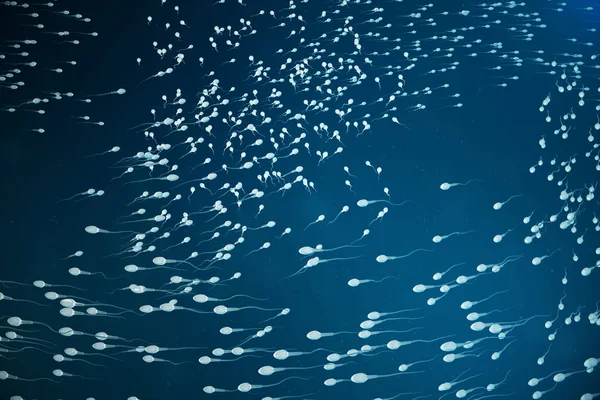 Blížící se vajíčko spermie, vajíčko. přírodní hnojení - detailní pohled. Početí, začátek nového života. 3D obrázek — Stock fotografie