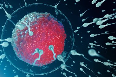 3D illüstrasyon sperm ve yumurta hücresi, Ovum. Sperm yumurta hücresine yaklaşıyor. Yerli ve doğal fertilizasyon. Yeni bir hayatın başlangıcı. Mikroskop altında kırmızı çekirdekli Ovum, hareket sperm