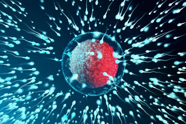 3D illüstrasyon sperm ve yumurta hücresi, Ovum. Sperm yumurta hücresine yaklaşıyor. Yerli ve doğal fertilizasyon. Yeni bir hayatın başlangıcı. Mikroskop altında kırmızı çekirdekli Ovum, hareket sperm