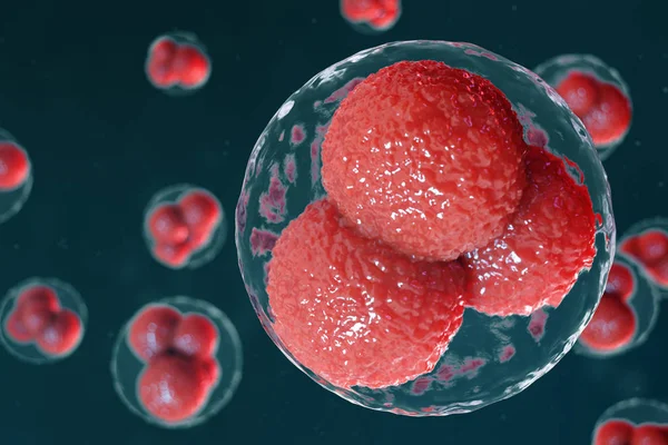 3D illustratie ei cellen embryo. De cellen van het embryo met rode nucleuses in centrum. Menselijke of dierlijke eicellen. Geneeskunde wetenschappelijk concept. Ontwikkeling levend organisme op cellulair niveau onder Microscoop. — Stockfoto