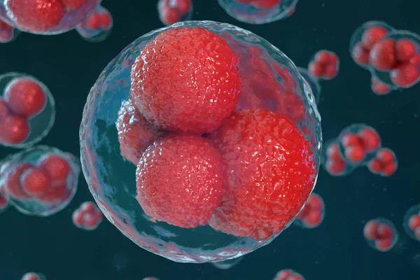 3D illustratie ei cellen embryo. De cellen van het embryo met rode nucleuses in centrum. Menselijke of dierlijke eicellen. Geneeskunde wetenschappelijk concept. Ontwikkeling levend organisme op cellulair niveau onder Microscoop. — Stockfoto