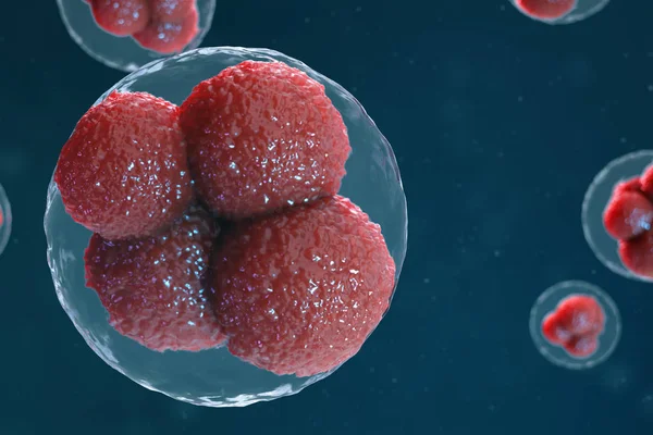 3D illustratie ei cellen embryo. De cellen van het embryo met rode nucleuses in centrum. Menselijke of dierlijke eicellen. Geneeskunde wetenschappelijk concept. Ontwikkeling levend organisme op cellulair niveau onder Microscoop. — Stockfoto