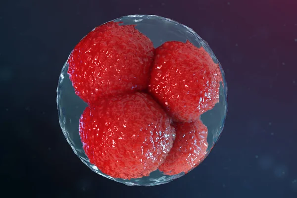 3D illustration egg cells embryo. Embryo cells with red nucleuses in center. Human or animal egg cells. Medicine scientific concept. Development living organism at the cellular level under microscope.