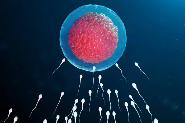 Ilustração 3D esperma e óvulo, óvulo. Esperma a aproximar-se dos óvulos. Fertilização nativa e natural. Concepção o início de uma nova vida. Ovum com núcleo vermelho sob o microscópio, movimento de esperma — Fotografia de Stock