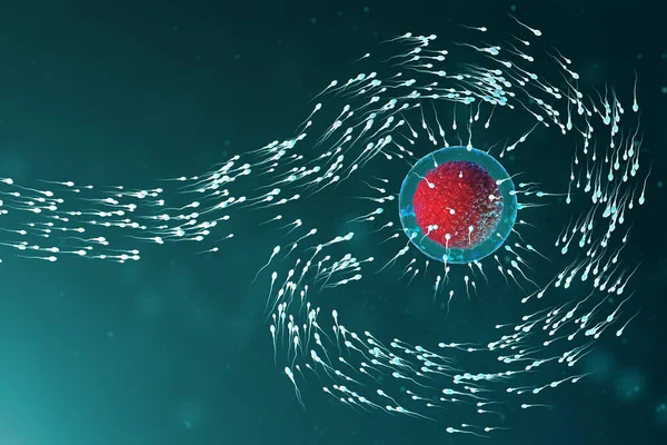 3D ілюстрація сперми та яйцеклітини, яйцеклітина. Сперма наближається до яйцеклітини. Рідне і природне запліднення. Концепція - початок нового життя. Овум з червоним ядром під мікроскопом, рухома сперма — стокове фото