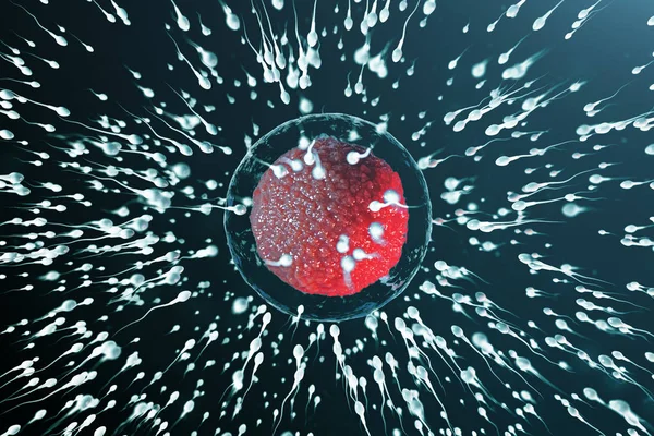 3D иллюстрации спермы и яйцеклетки, яйцеклетки. Сперма приближается к яйцеклетке. Местное и естественное оплодотворение. Концепция начала новой жизни. Овум с красным ядром под микроскопом, двигательная сперма — стоковое фото