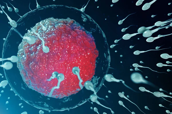 3d 说明精子和卵细胞, 卵子。精子接近卵细胞。本地和自然施肥。构思新生活的开始。显微镜下有红色核心的卵子, 运动精子 — 图库照片