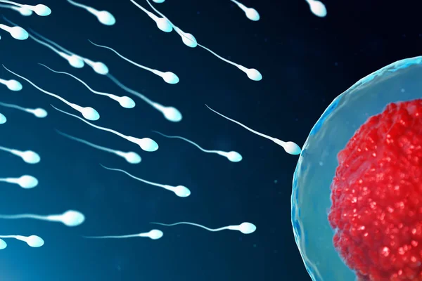 3D illustration sperm and egg cell, ovum. Sperm approaching egg cell. Native and natural fertilization. Conception the beginning of a new life. Ovum with red core under the microscope, movement sperm — Stock Photo, Image