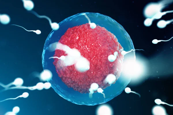 Illustrazione 3D spermatozoi e ovuli, ovuli. Spermatozoi in avvicinamento. Concimazione nativa e naturale. Concezione l'inizio di una nuova vita. Ovulo con nucleo rosso al microscopio, movimento dello sperma — Foto Stock