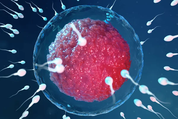 3D illustratie sperma en ei cel, eicel. Zaadcellen nadert eicel. Inheemse en natuurlijke bevruchting. Conceptie het begin van het nieuw leven. Eicel met rode kern onder de Microscoop, beweging sperma — Stockfoto