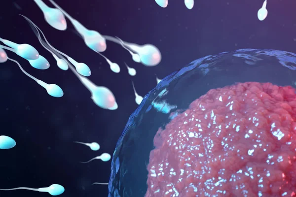 3D ілюстрація сперми та яйцеклітини, яйцеклітина. Сперма наближається до яйцеклітини. Рідне і природне запліднення. Концепція - початок нового життя. Овум з червоним ядром під мікроскопом, рухома сперма — стокове фото