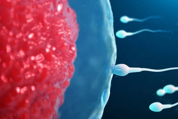 Ilustração 3D esperma e óvulo, óvulo. Esperma a aproximar-se dos óvulos. Fertilização nativa e natural. Concepção o início de uma nova vida. Ovum com núcleo vermelho sob o microscópio, movimento de esperma — Fotografia de Stock