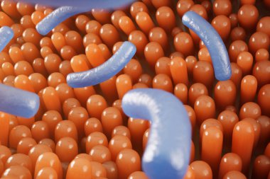 Bağırsak villi. Bağırsak astarı. Mikroskobik kılcal damar. İnsan bağırsağı. Sağlıklı veya hastalıklı bağırsak kavramı. Virüsler veya bakteriler, hücre enfekte organizma, bağışıklık azaldı, 3d Rendering