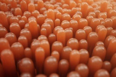 3d Rendering yakın çekim Bağırsak villi. Bağırsak astarı. Mikroskobik villi ve kılcal. İnsan bağırsağı. Sağlıklı veya hastalıklı bağırsak kavramı.