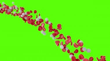 Yeşil ekranda kırmızı ve beyaz kan hücreleri aksın. Yaşayan bir organizmaya kan akışı. Bilimsel ve tıbbi konsept. Vücudu korumak için kandaki önemli elementlerin aktarımı, 3D animasyon.