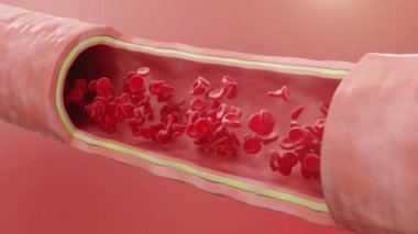 Kırmızı kan hücreleri atardamar içinde akıyor, enine kesit arter görüntüsü. Sağlıklı kan akışı. Tıbbi bilimsel konsept. Vücudu korumak için önemli elementlerin kana aktarılması, 3 boyutlu animasyon.