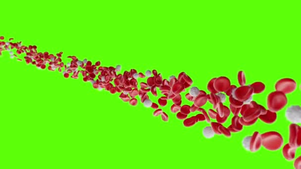 Rode bloedcellen en leukocyten stromen op een groen scherm. De bloedstroom in een levend organisme. Wetenschappelijk en medisch microbiologisch concept. Verrijking met zuurstof, belangrijke voedingsstoffen, 3D-animatie — Stockvideo