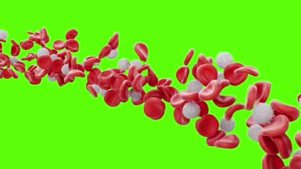 Röda blodkroppar och leukocyter flödar på en grön skärm. Blodflödet i en levande organism. Vetenskapligt och medicinskt mikrobiologiskt koncept. Berikning med syre, viktiga näringsämnen, 3D-animering — Stockvideo