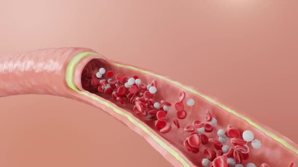 Os glóbulos vermelhos fluem dentro de uma artéria, veia. Fluxo sanguíneo de secção arterial saudável. Conceito microbiológico científico e médico. Enriquecimento com oxigênio e nutrientes importantes, animação 3d — Vídeo de Stock