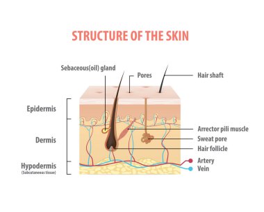 Structure of the skin info graphics illustration vector on white background. Beauty concept. clipart