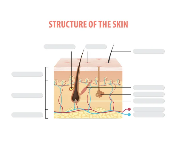 Structuur Van Huid Info Leeg Illustratie Vector Witte Achtergrond Beauty — Stockvector