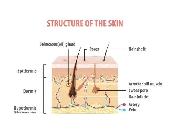 Struttura Della Pelle Info Grafica Illustrazione Vettoriale Sfondo Bianco Concetto — Vettoriale Stock