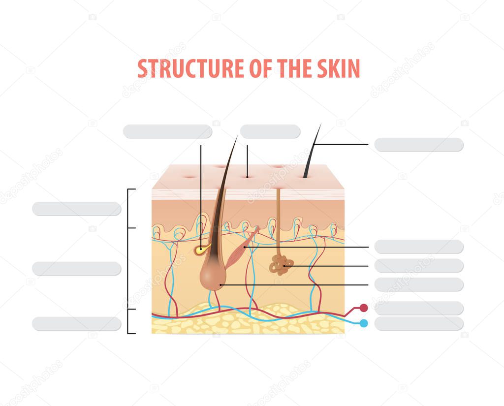 Structure of the skin info blank illustration vector on white background. Beauty concept.