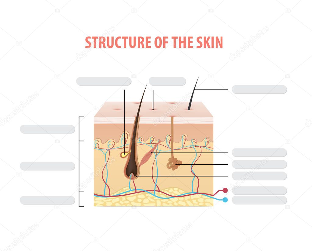 Structure of the skin info blank illustration vector on white background. Beauty concept.