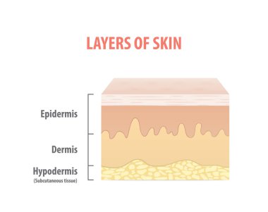 Katmanlar cildin beyaz arka plan üzerinde illüstrasyon vektör diyagramı. Tıp kavramı.