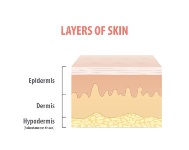 Layers of skin diagram illustration vector on white background. Medical concept. clipart