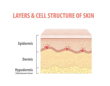 Layers & cell structure of skin illustration vector on white background. Medical concept. clipart