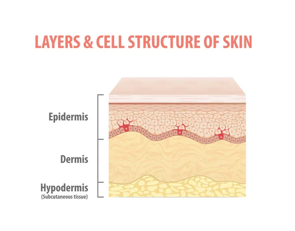 Ebenen Zellstruktur Des Skin Illustration Vektors Auf Weißem Hintergrund Medizinisches — Stockvektor