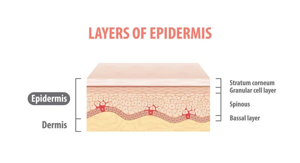 Beyaz Arka Plan Üzerinde Epidermis Illüstrasyon Vektör Katmanları Tıp Kavramı — Stok Vektör