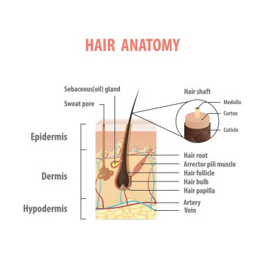 Hair anatomy illustration vector on white background. Madical concept. clipart